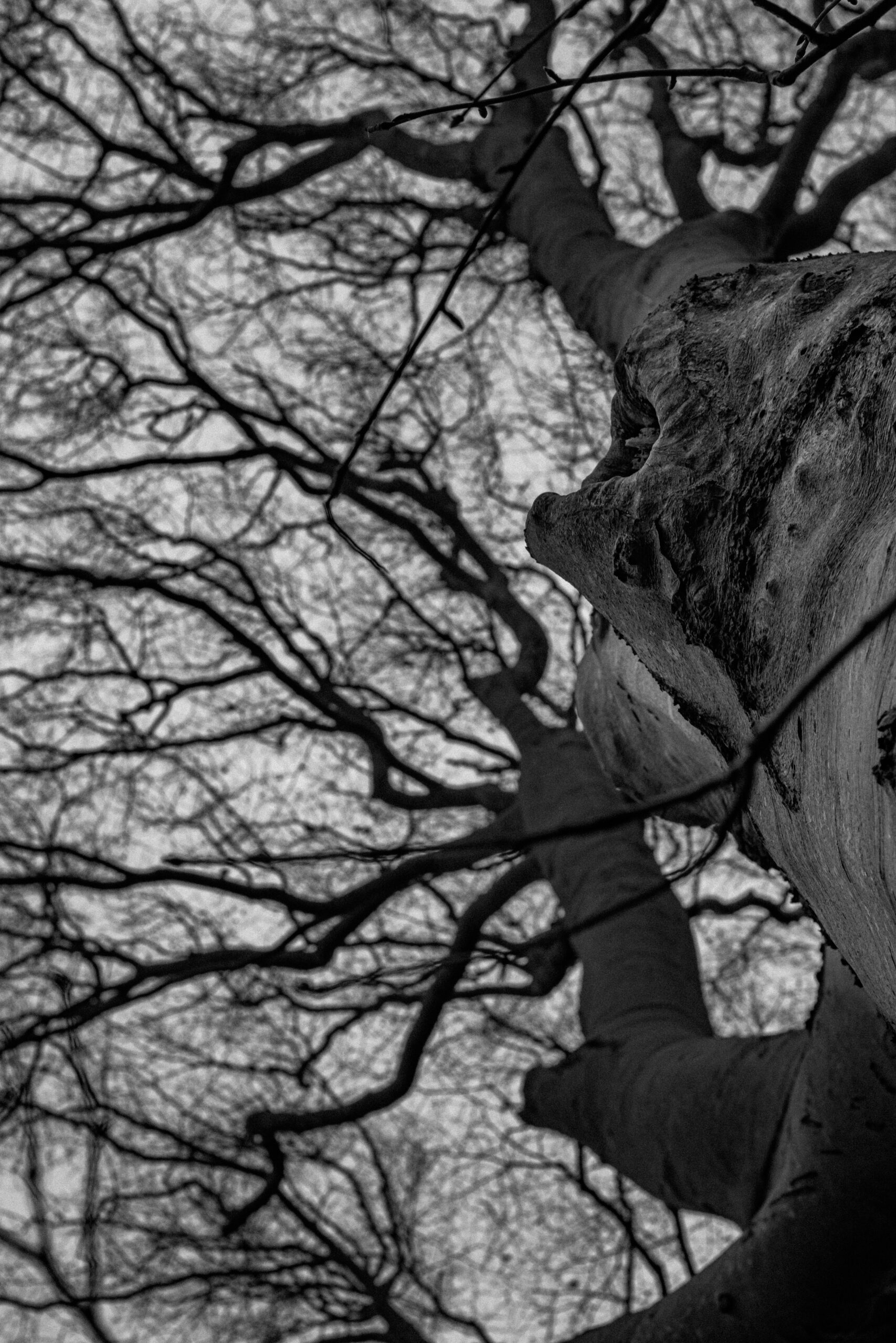 IMG_9603-Enhanced-NR
